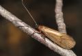 Allogamus sp.